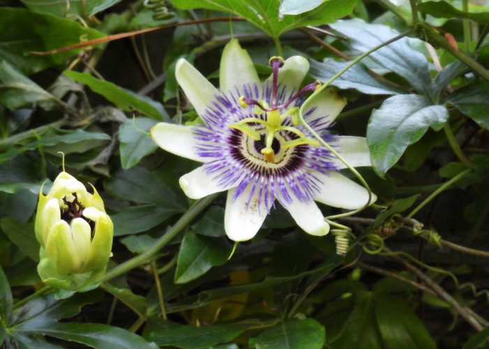 Passion flower does well at Ferns Lodge - Ferns Lodge Garden