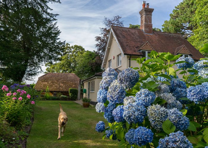 Great blue hydrangea in the top garden - Ferns Lodge Garden