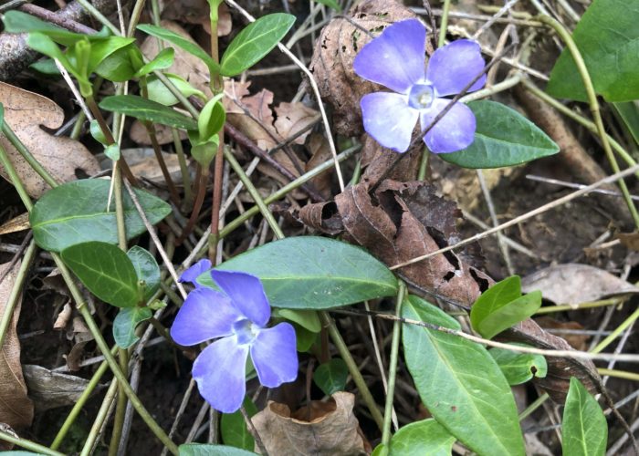 Periwinkle - Ferns Lodge Garden