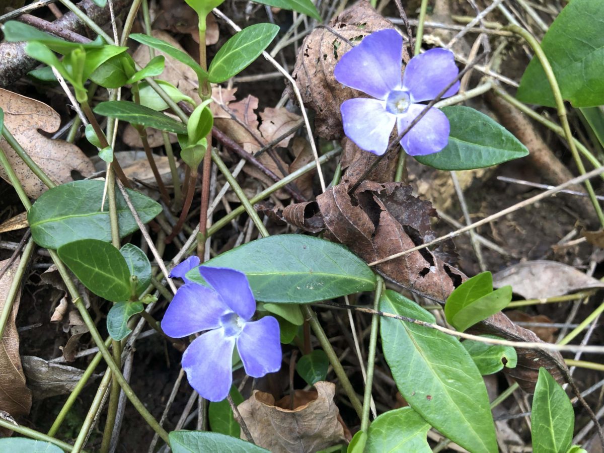 Periwinkle - Ferns Lodge Garden