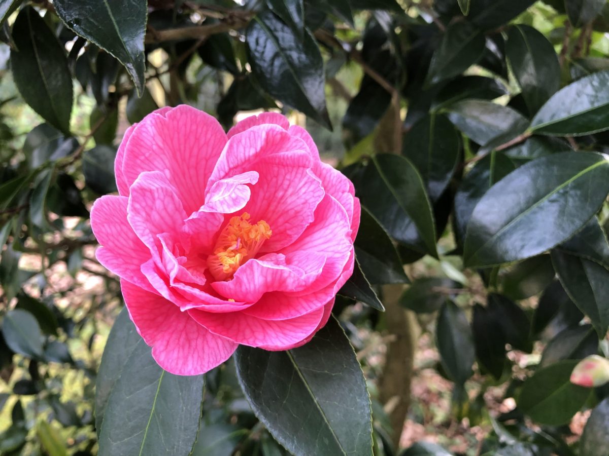 Our camellia in the top garden - Ferns Lodge Garden