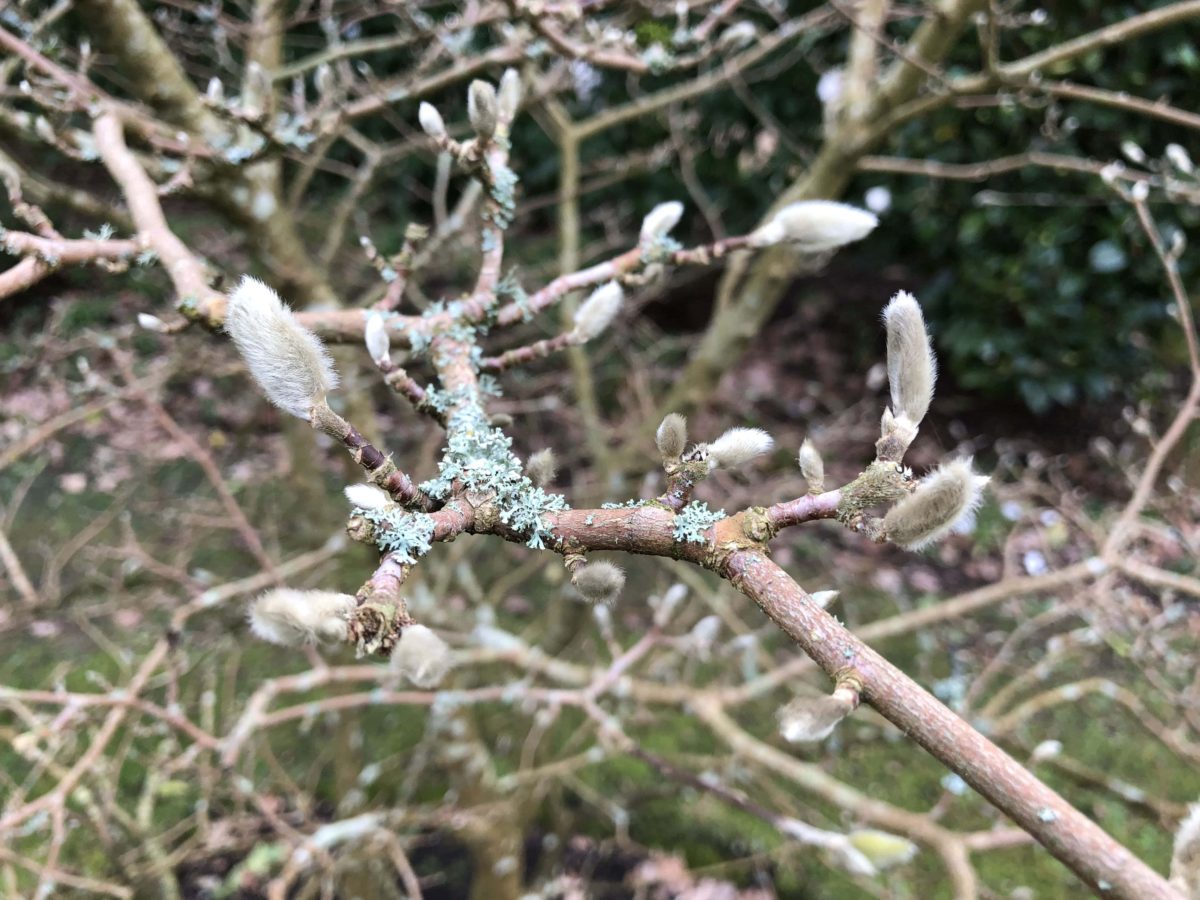 The magnolia in the top garden starting to bud - Ferns Lodge Garden