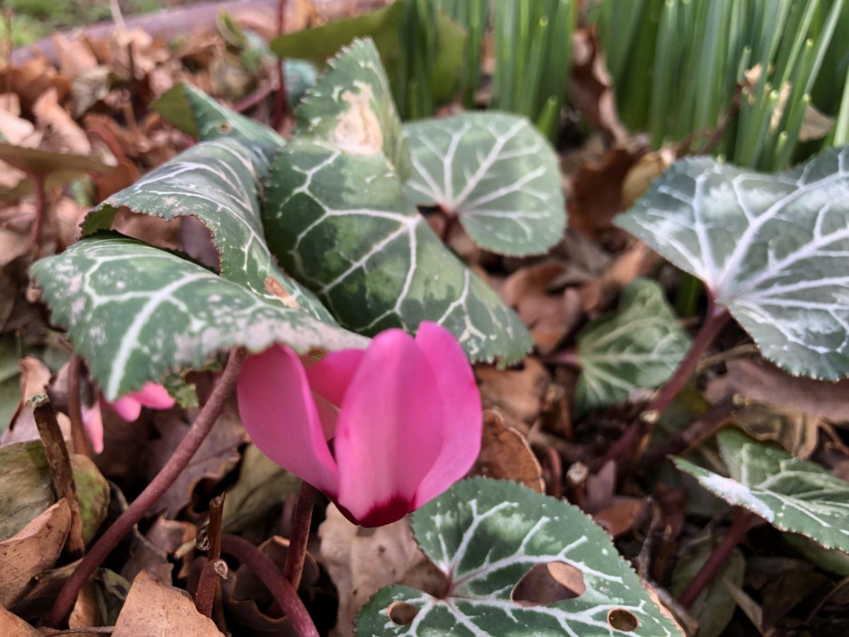 Cyclamen - Ferns Lodge Garden