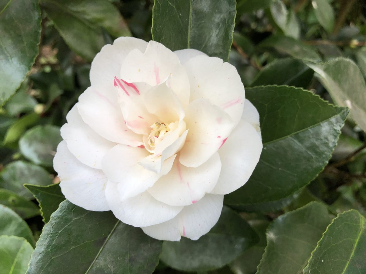 Camellia - Ferns Lodge Garden