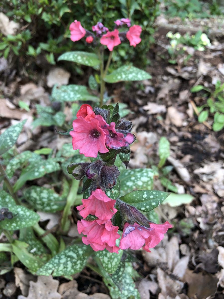 Pulmonaria - Ferns Lodge Garden