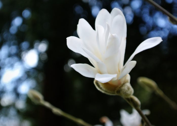 Magnolia - Ferns Lodge Garden