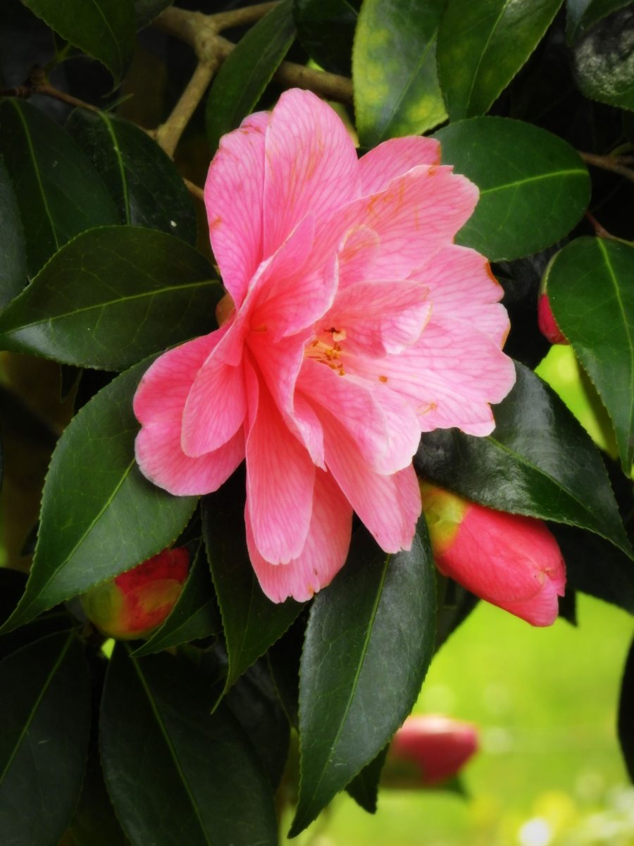 Camellia - Ferns Lodge Garden
