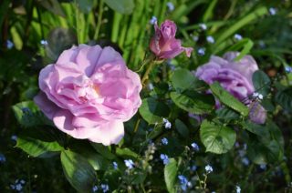 ngs-ferns-lodge-gallery-27-english-roses