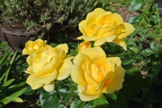 ngs-ferns-lodge-gallery-36-yellow-roses