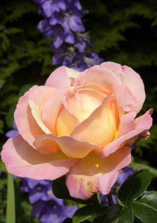 ngs-ferns-lodge-gallery-42-delicate-pink-rose