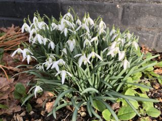 ngs-ferns-lodge-gallery-57-snowdrops