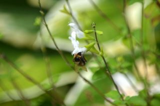 ngs-ferns-lodge-gallery-8-bees