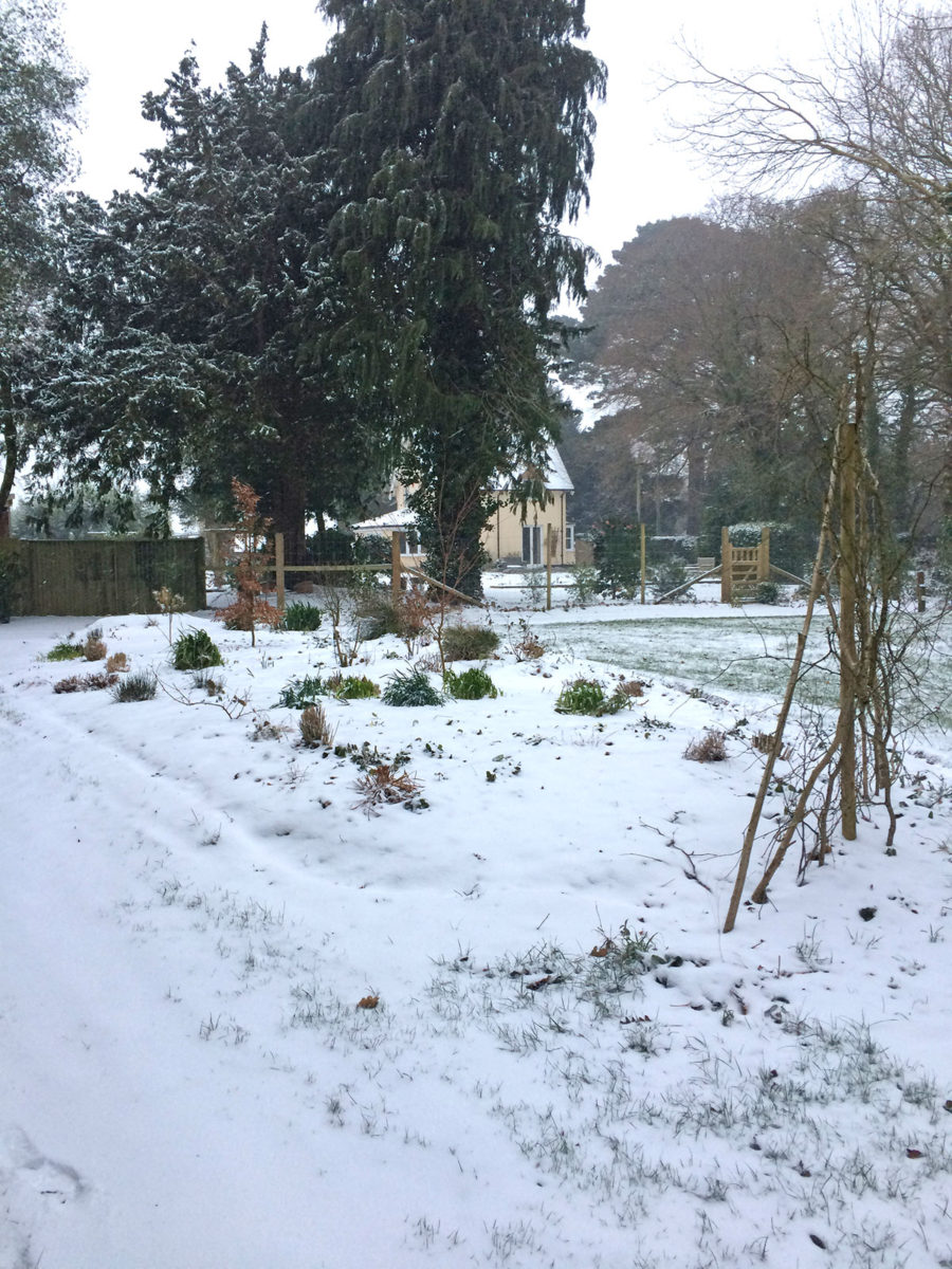 A very snowy top garden