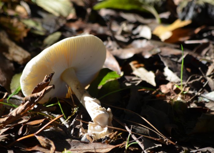 operation-ferns-lodge-mud-mushrooms-and-lovely-autumn-colours-1