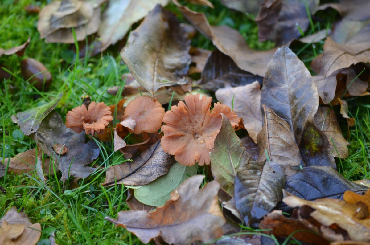 operation-ferns-lodge-mud-mushrooms-and-lovely-autumn-colours-11