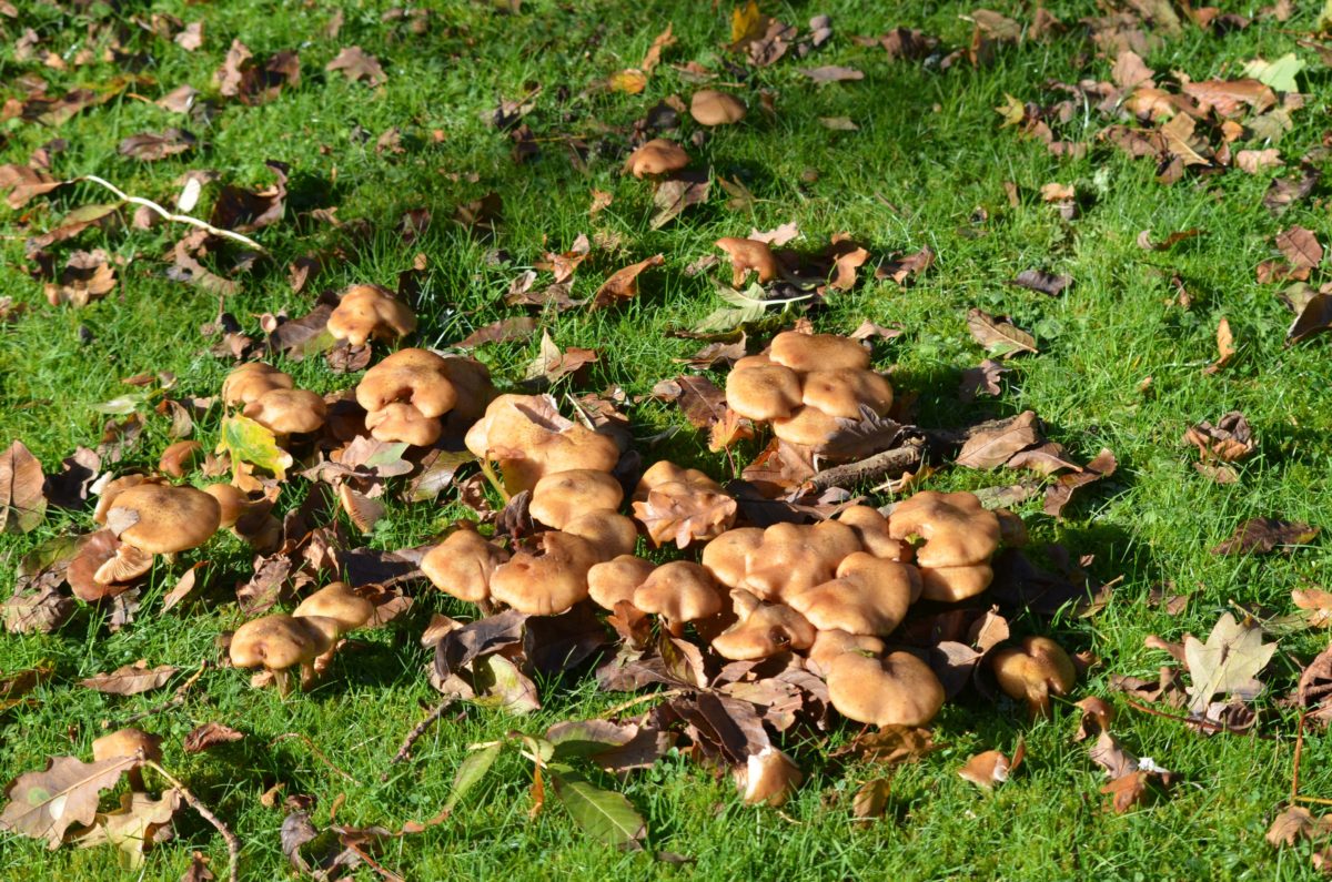 operation-ferns-lodge-mud-mushrooms-and-lovely-autumn-colours-2