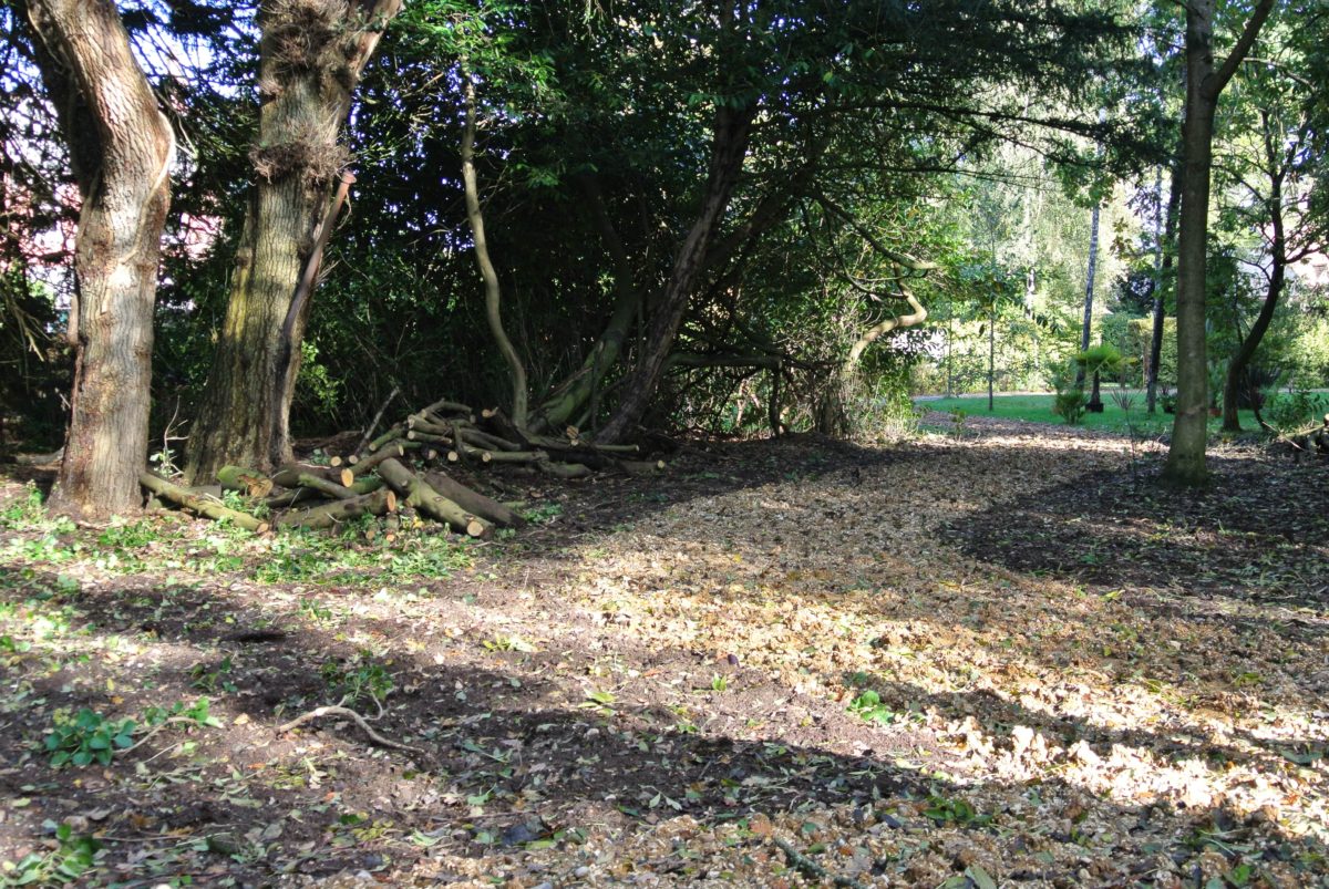 operation-ferns-lodge-mud-mushrooms-and-lovely-autumn-colours-6