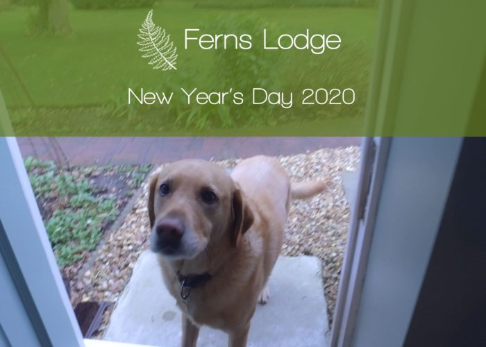 ferns-lodge-new-years-day-2020-thumbnail-2