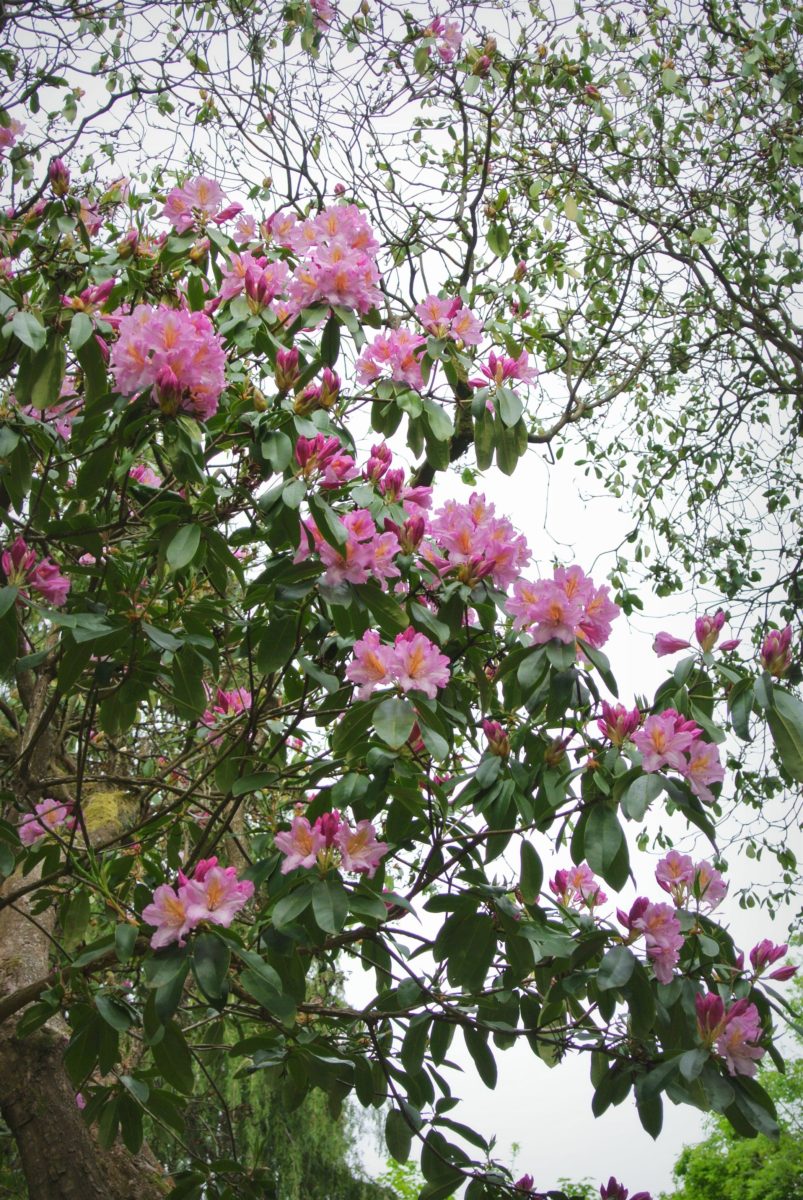 rhododendron-season-2
