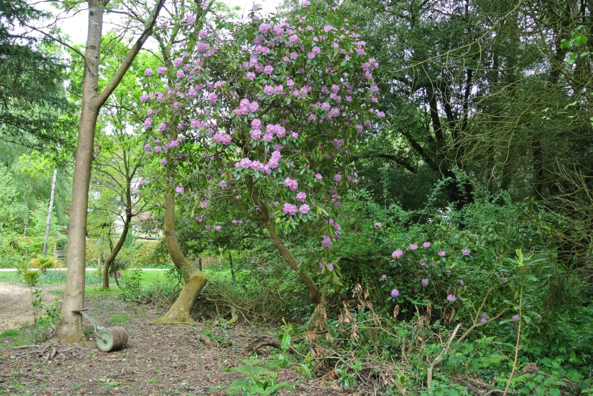 rhododendron-season-4