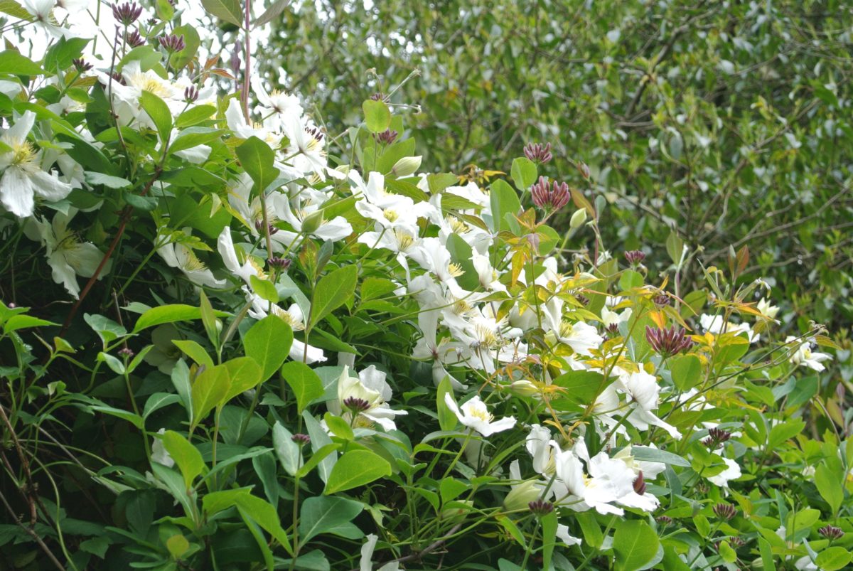 rhododendron-season-8