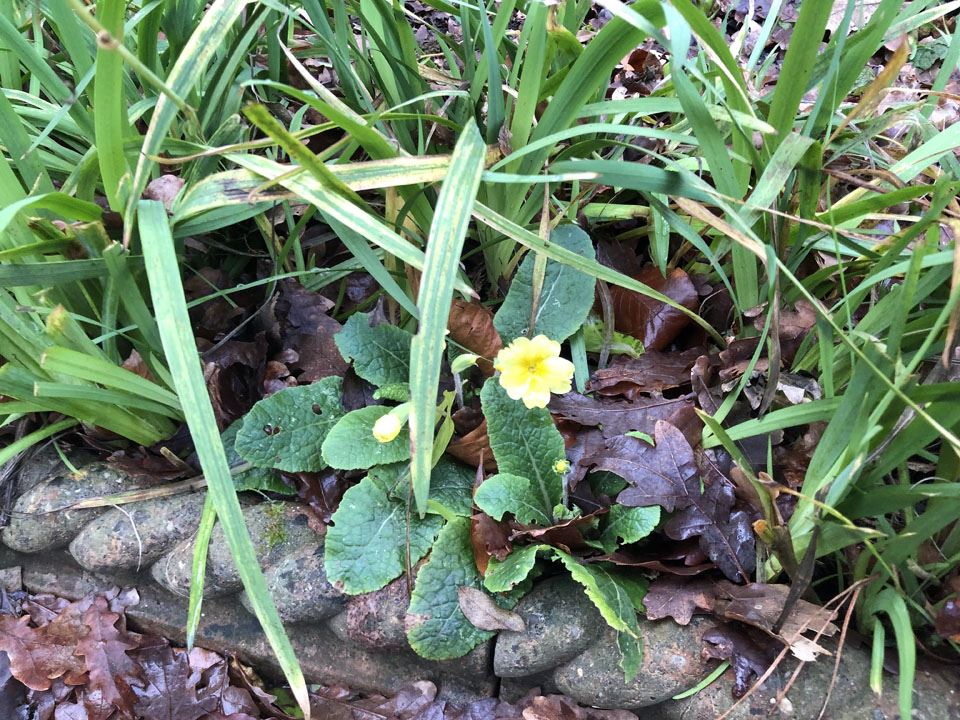 happy-new-year-from-ngs-garden-ferns-lodge-1-main