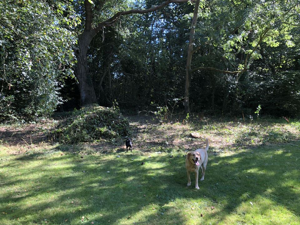 the-digger-arrives-at-ngs-garden-ferns-lodge-5
