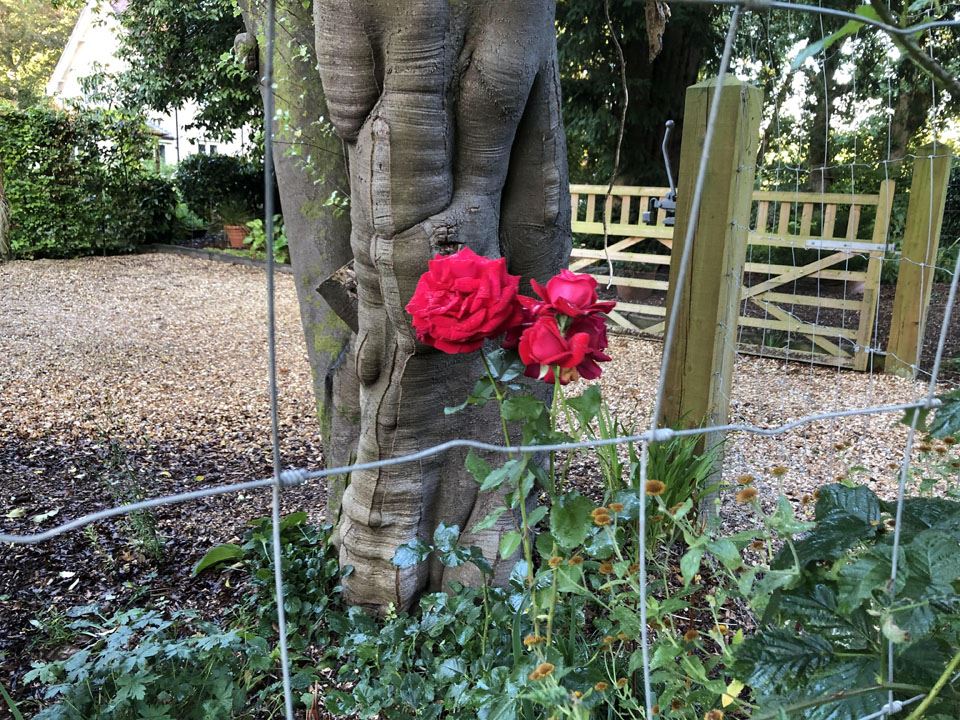 the-digger-arrives-at-ngs-garden-ferns-lodge-9