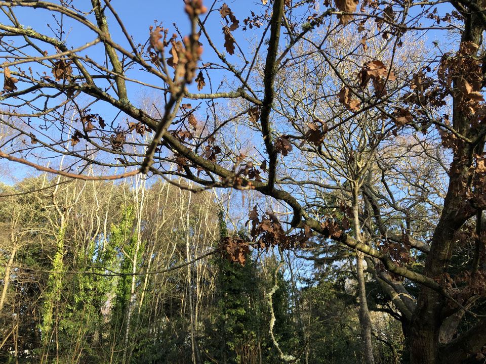 when-the-rustle-of-new-growth-7