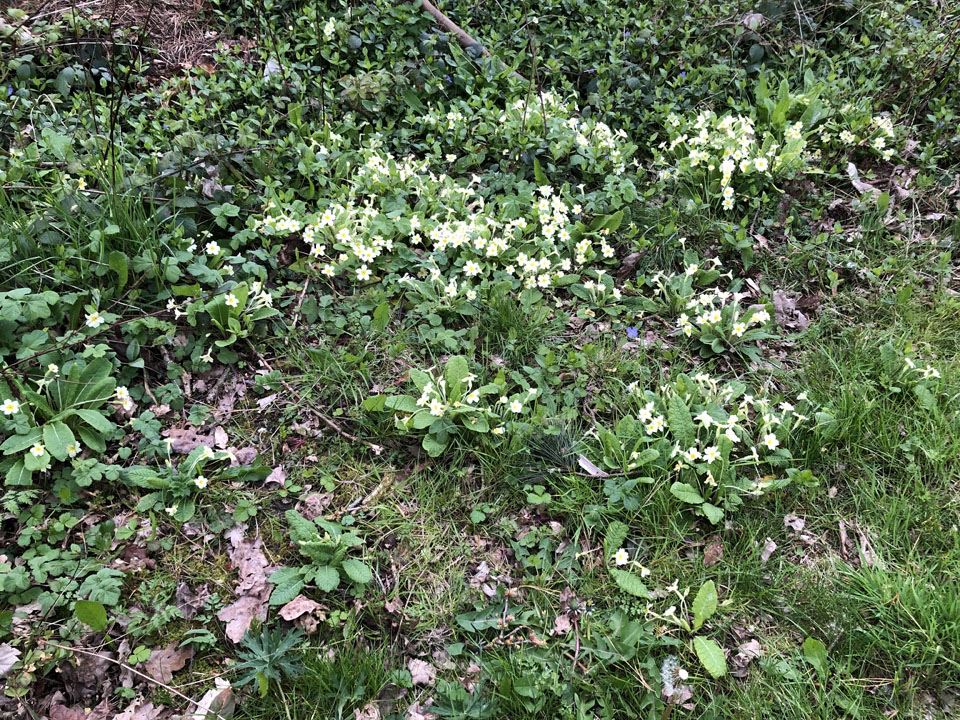 easter-at-ngs-garden-ferns-lodge-9