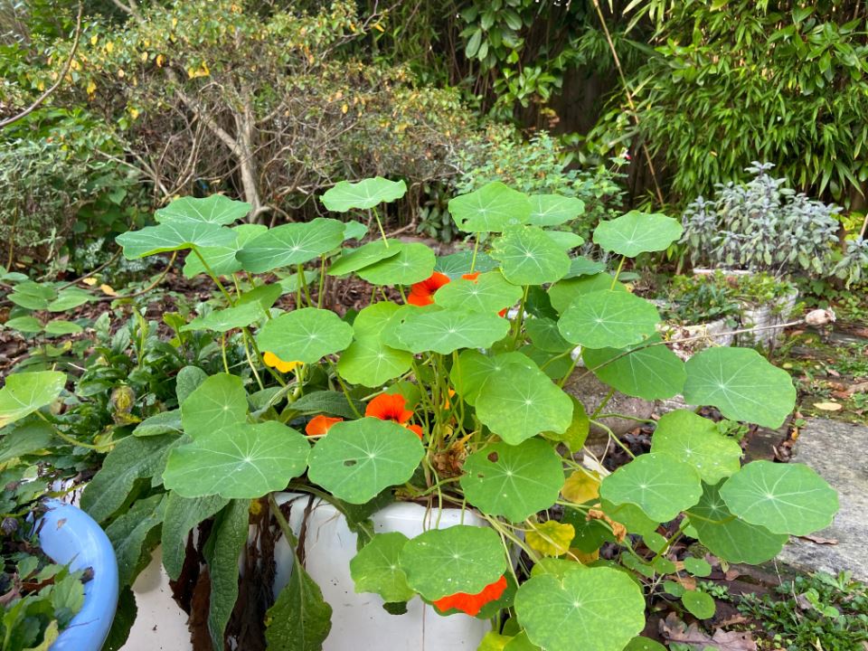 fall-fencing-winter-8