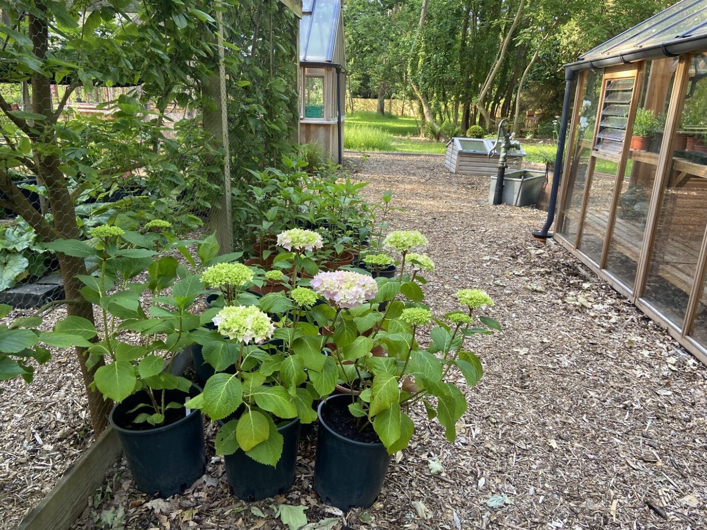 Ferns Lodge Garden Opening May 30 15